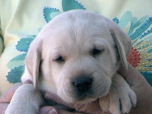 Yellow Girl (one of two reserved)