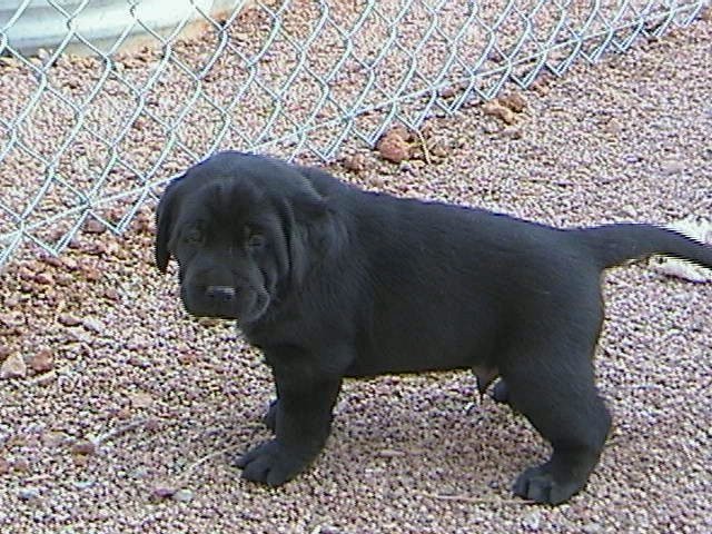 Black Boy (reserved)