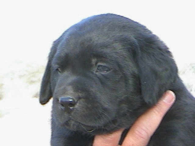 Black Girl (reserved)