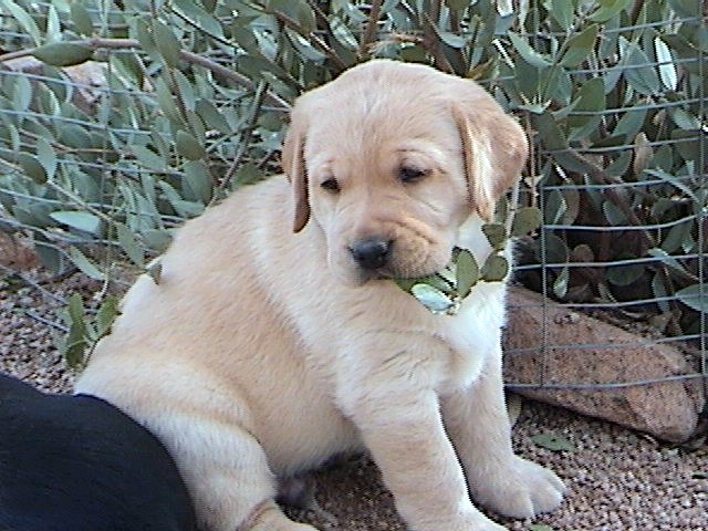 Yellow Boy (reserved)